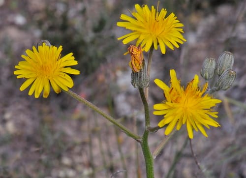 Crépis à vésicules