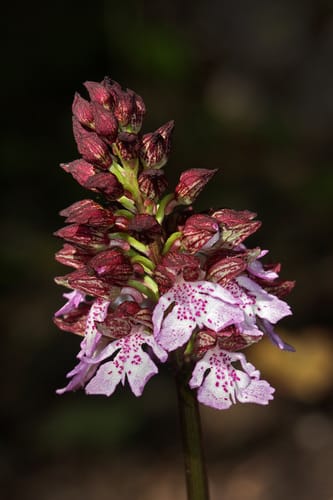 orchis pourpre