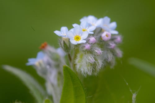 Myosotis des champs