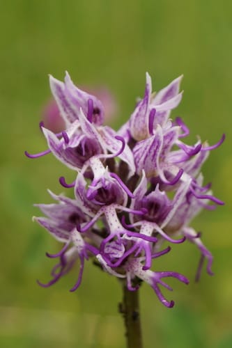 Orchis singe