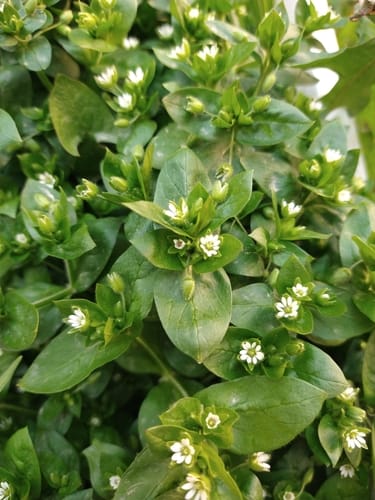 Stellaire intermediaire