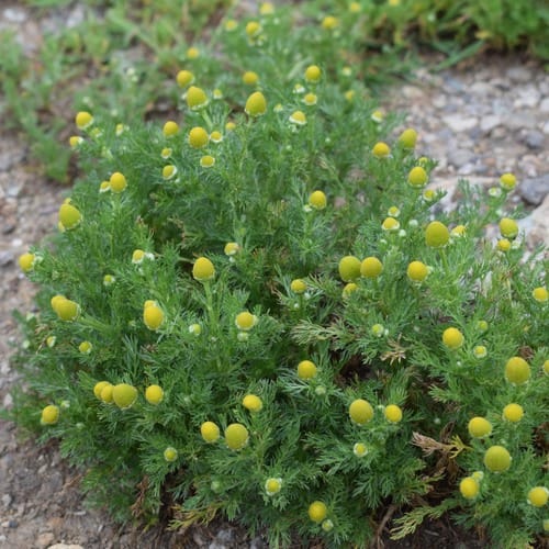 matricaire odorante