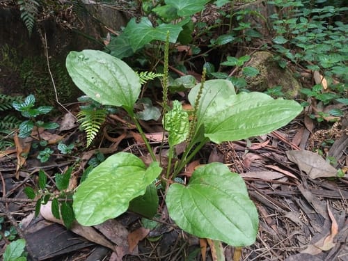 grand plantain
