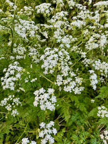 Cerfeuil des bois