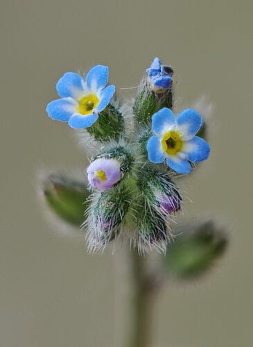 Myosotis rameux
