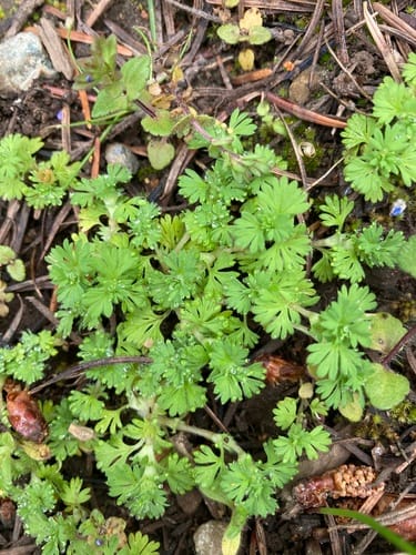 Field Parsley Piert