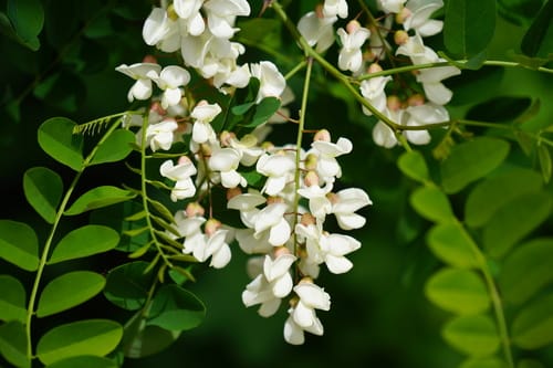 Robinier faux-acacia