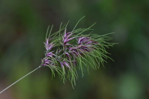 Pâturin bulbeux