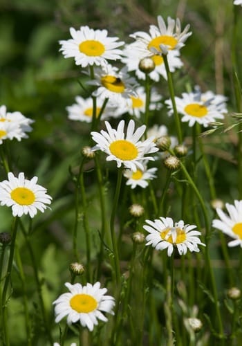 Marguerite