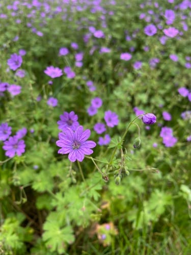 Géranium des Pyrénées