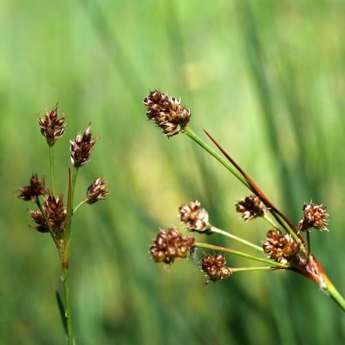 luzule multiflore