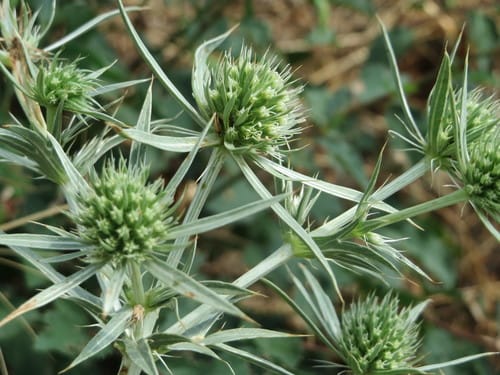 Panicaut champêtre