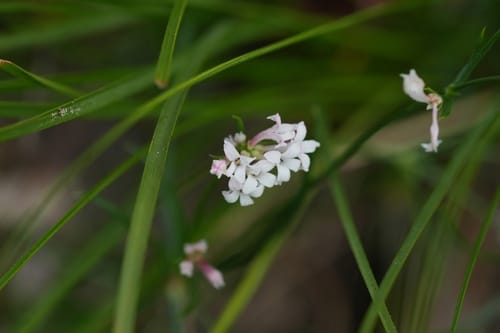 Cynanchica pyrenaica