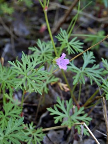 Géranium colombin