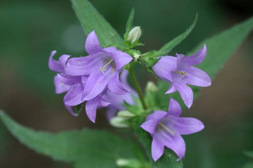 Campanule gantelée