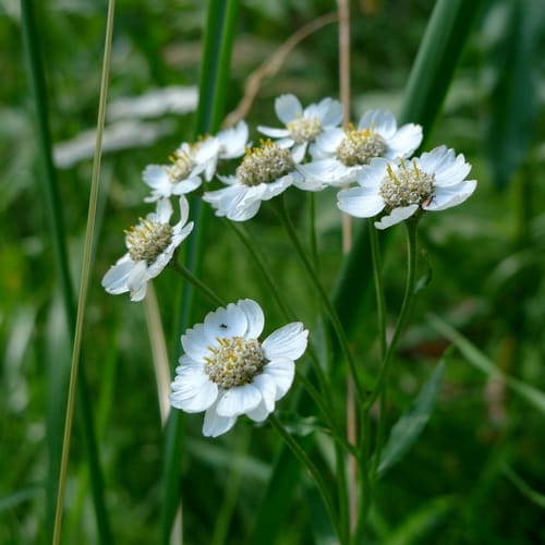 Achillée sternutatoire
