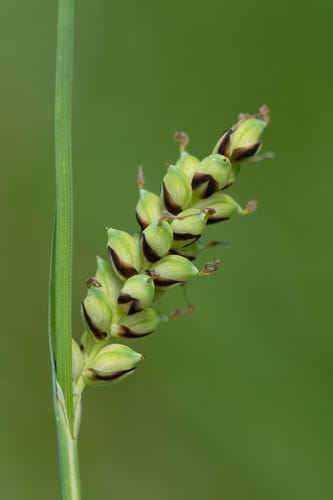 Laîche millet