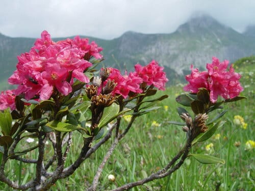 Rhododendron ferrugineux