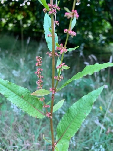 Oseille sanguine