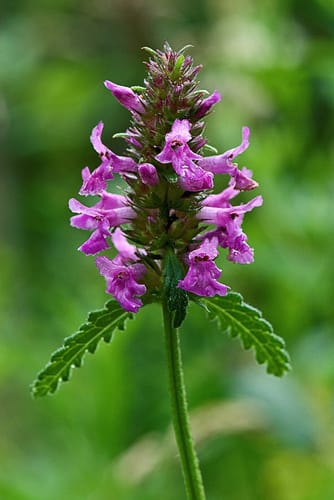 Épiaire officinale