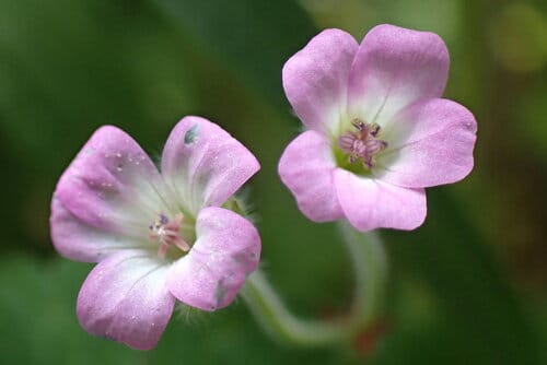 Géranium à feuilles rondes