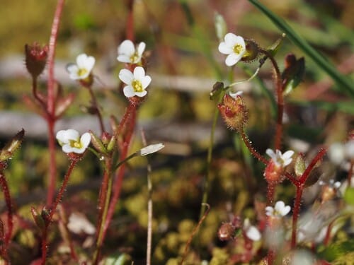 Saxifrage à trois doigts