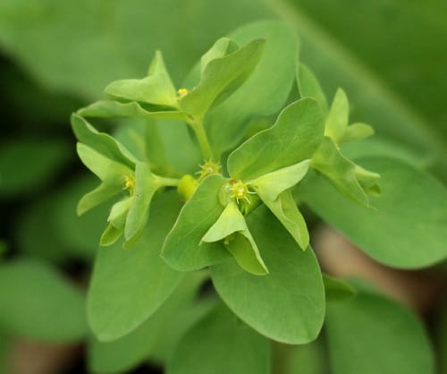 euphorbe des jardins