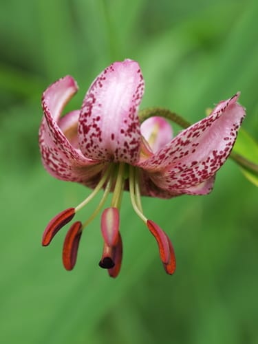 Lys martagon