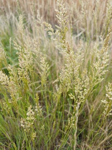 agrostide stolonifère