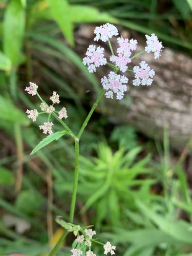 torilis du Japon