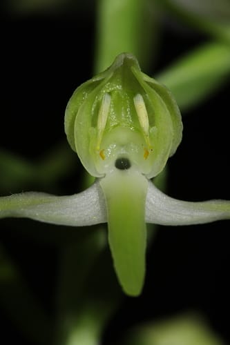 Platanthère à fleurs vertes