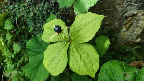 Parisette à quatre feuilles