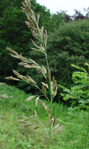 fétuque roseau