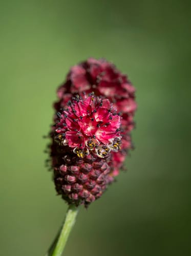Sanguisorbe officinale