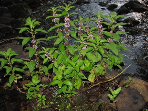 Menthe des champs