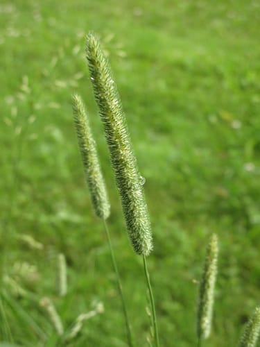 Fléole des prés