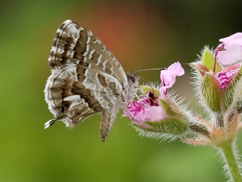 Géranium