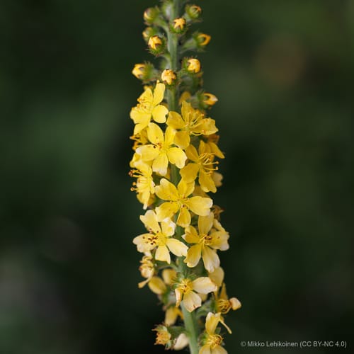 Aigremoine eupatoire
