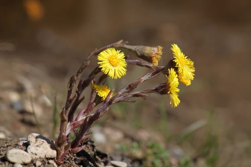 Tussilage commun