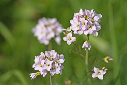 Cardamine des prés