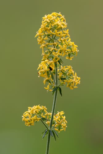 Gaillet jaune