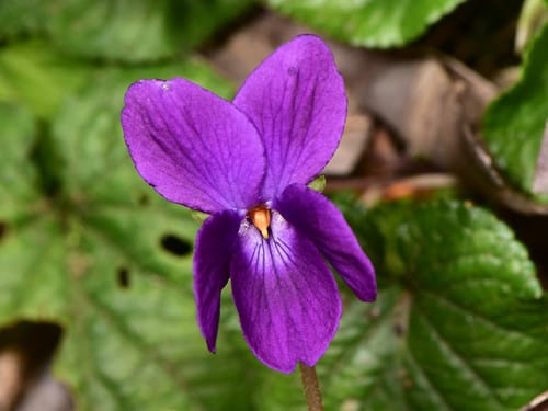 Violette odorante