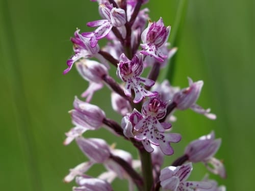 Orchis guerrier