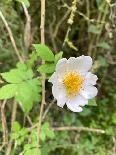 Rosier des champs
