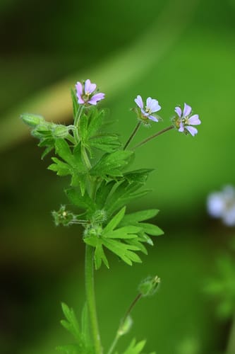 Géranium fluet