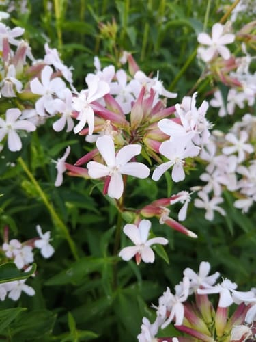 Saponaire officinale