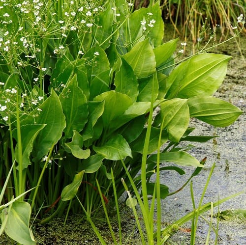 Plantain d'eau commun