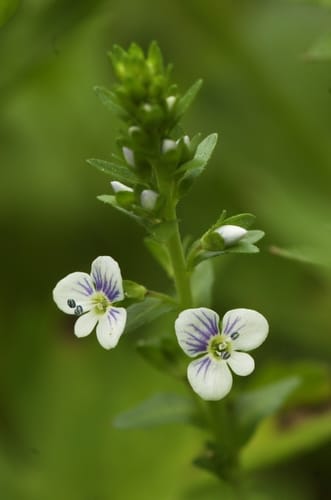 Véronique à feuilles de serpolet