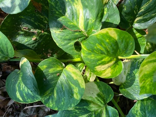 Pothos