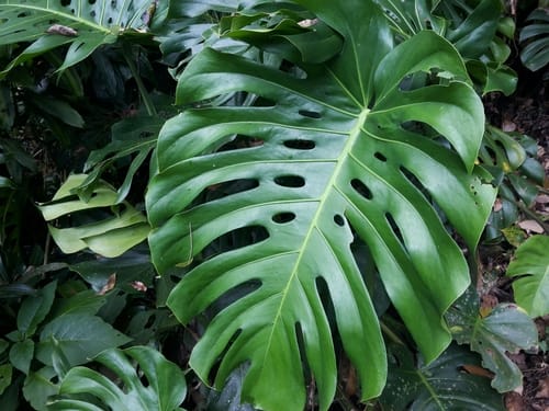 Monstera